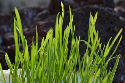 Benefits of Wheatgrass