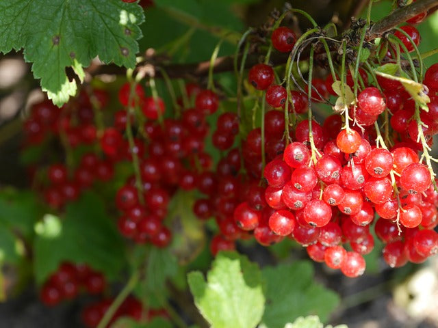 Benefits Of Cranberries