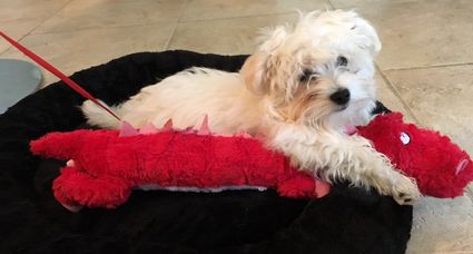 How to Reduce Pet Allergens