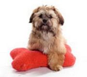 Hot and Cold Wraps (Pets)